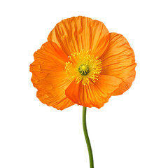 Bright orange poppy flower isolated on transparent background