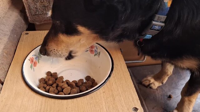 Dog eats dog food from a bowl