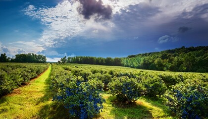 Naklejka premium a lush blueberry field with ripe berries ready for harvest under a cloudy sky