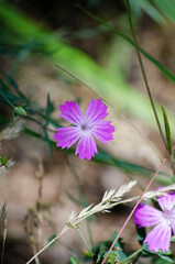 Dianthus