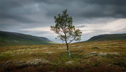 minimalist scene of solitary tree in tundra of norway under overcast sky