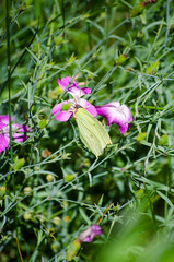 A butterfly on a flower