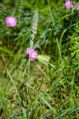 A butterfly on a flower