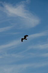The black kite
