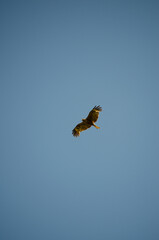 The black kite