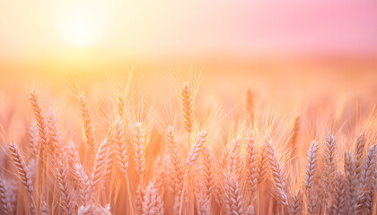 Fototapeta premium Golden wheat stalks fill frame against soft pink backdrop. Ideal for harvest, bread, agriculture, food themes