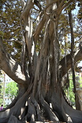 drzewo w parku opuszczające kłącze do ziemi