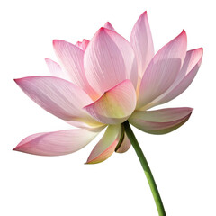 Fototapeta premium Beautiful pink lotus flower isolated on transparent background