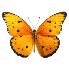 Close-up of an orange butterfly