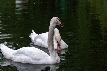 Obraz premium Two Graceful white Swans swimming in the lake, swans in the wild