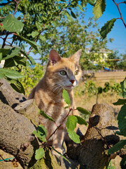 A ginger cat on a tree in the garden looks through the leaves with interest