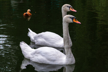 Two Graceful white Swans swimming in the lake, swans in the wild