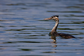 A young Great Crested Grebe swims in the water, positioned perpendicular to the camera lens on a sunny summer day.