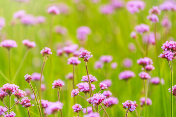 Naklejka premium Verbena bonariensis flowers, Argentinian Vervain or Purpletop Vervain, Clustertop Vervain, Tall Verbena, Pretty Verbena, in garden