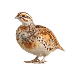 Obraz premium Close-up of a small bird, profile view