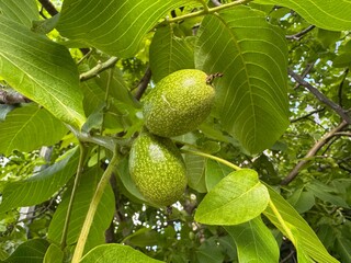 Organic food growing on the tree. Tree green wallnuts with leaves.