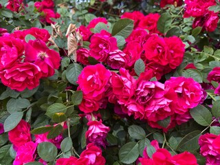 Blooming gorgeous Bush roses under the sun