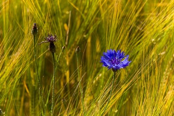 Blue Cornflower flower in the middle of field in summer