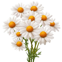 Fototapeta premium A beautiful bouquet of fresh white daisies with bright yellow centers and green stems transparent background