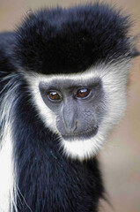 Colobus Monkey Face Closeup