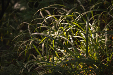 Diverse sunlit plants growing in a forest setting. Rich vegetation, mixed foliage, botanical variety, dappled sunlight, woodland flora.