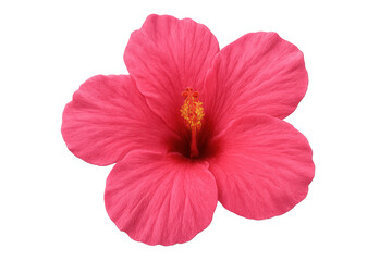 Pink hibiscus flower blooming, featuring intricate petals and central stamen, vibrant color set against transparent background