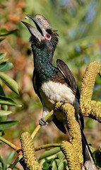 Obraz premium Trumpeter Hornbill Calling from Branch