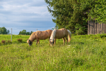 two light brown horses in protective masks graze on a green meadow