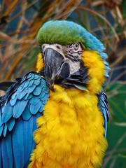 Vibrant Blue and Yellow Macaw in Profile