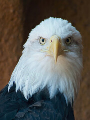 Fototapeta premium Intense Gaze of a Bald Eagle
