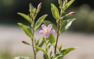 Obraz premium close up of pink flower