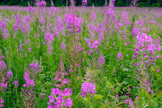 Field of blooming pink fireweed flowers (Chamaenerion angustifolium) in summer, with lush green foliage and forest background. Natural meadow landscape, vibrant wildflowers in full bloom outdoors.