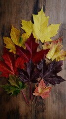 A captivating autumnal display showcases a collection of colorful maple leaves arranged artfully on a rustic wooden surface. The arrangement showcases a spectrum of hues.