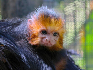 Golden Lion Tamarin Baby Clinging to Back