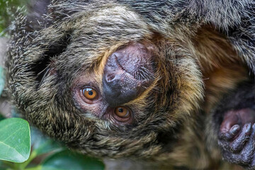 Close-Up of Bearded Saki Monkey Lying Sideways