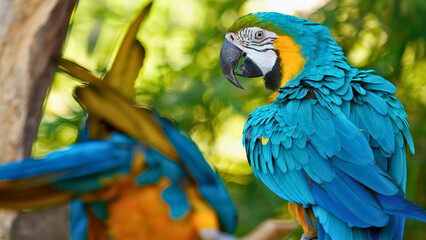 Blue-and-Yellow Macaws Perching Together