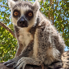 Ring-Tailed Lemur Sitting Alert in Tree Shade