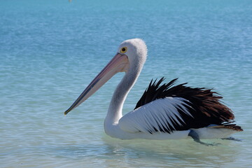 Pelican swimming in water in Australia