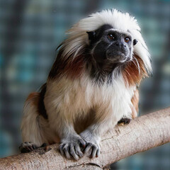 Cotton-Top Tamarin Perched on Branch
