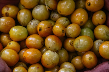 Male farmer harvesting on his coffee plantation