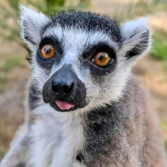 Ring-Tailed Lemur with Tongue Out