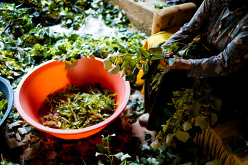 Elderly woman preparing fresh traditional Turkish Ada tea in colorful basket for traditional cooking