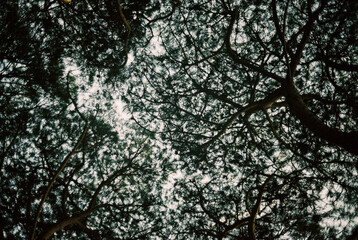 Tree branches form a dense canopy against the dim sky in Venice.