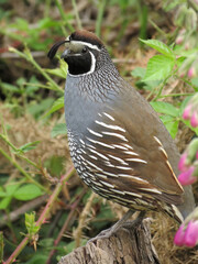 California Quail - Close-up - A telephoto image of a California quail perched on a stump. Head markings and feather patterns and details in sharp focus.