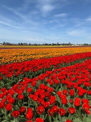 Fototapeta premium Tulips in Washington