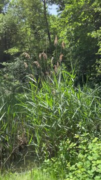Kameraschwenk durch einen Wald und &uuml;ber einen Teich mit Vogelgezwitscher