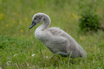 łabędzie juv młode szare na łące © Colorful Soul