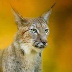 Eurasian Lynx Close-Up – Intense Green Eyes and Autumn Tones Wildlife Portrait. Artistic Zoo