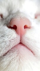 Close-up of a cat's nose (4)