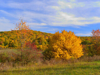 Naklejka premium Forest in autumnal colours under a blue sky with high clouds